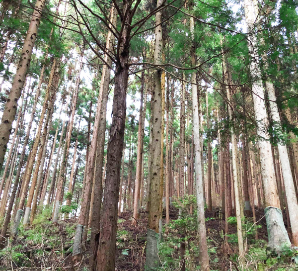 樹木伐採前の森林測量現場